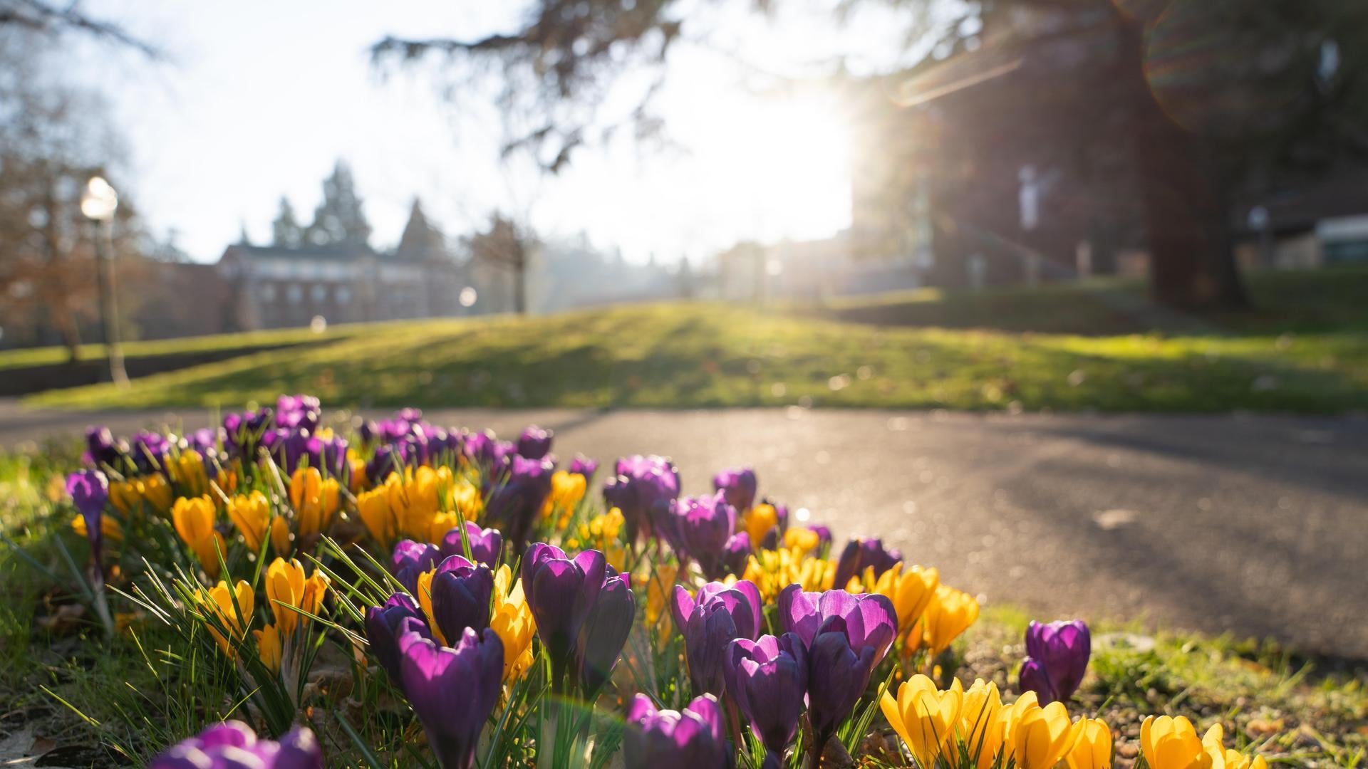 purple and yellow flowers on campus